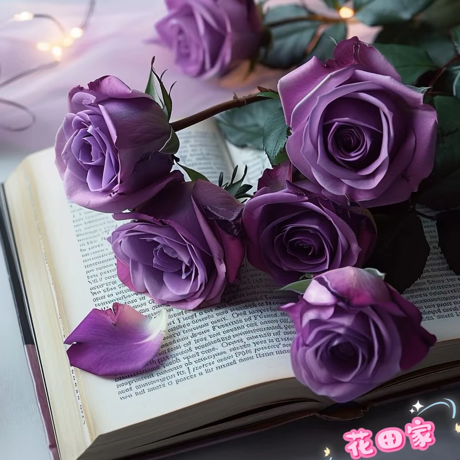 【紫霞仙子】花田家玫瑰花