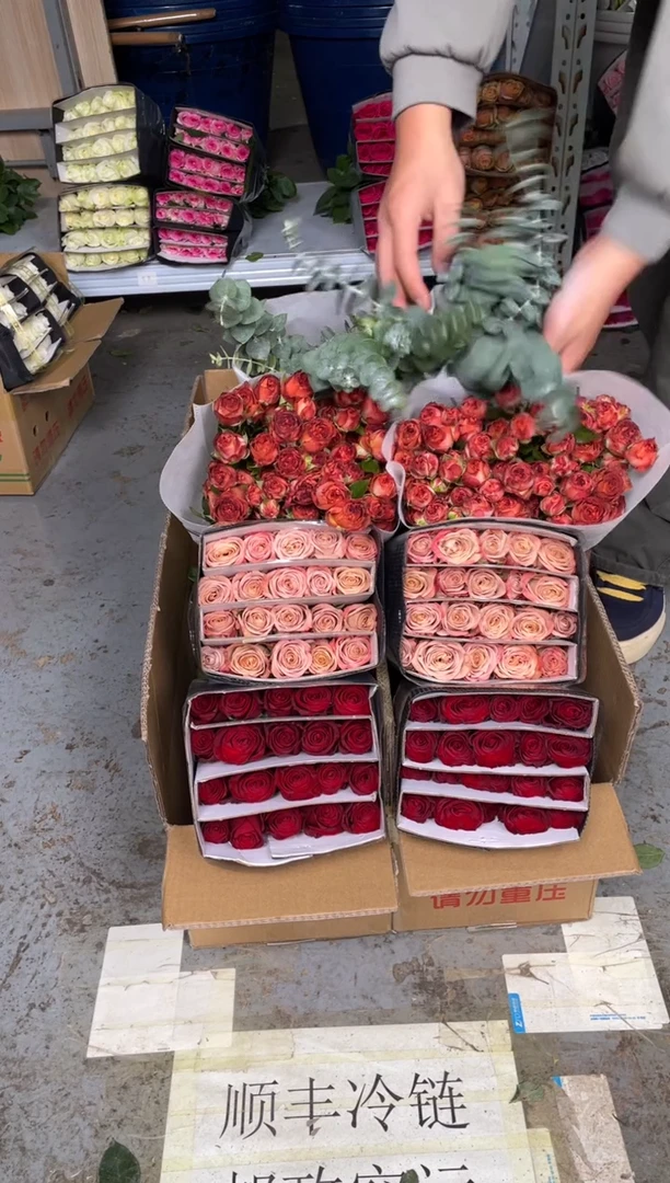 高原红20枝+卡布20枝+巧克力10枝+尤加利