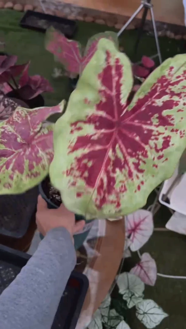 无花朵刘*杉覆盆子