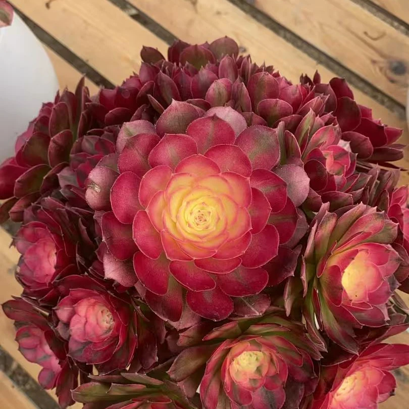 法师锦法师缀化一物一拍，一箱包邮非偏远