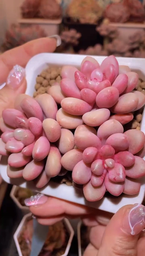 【闪购商品】420先锋派多肉