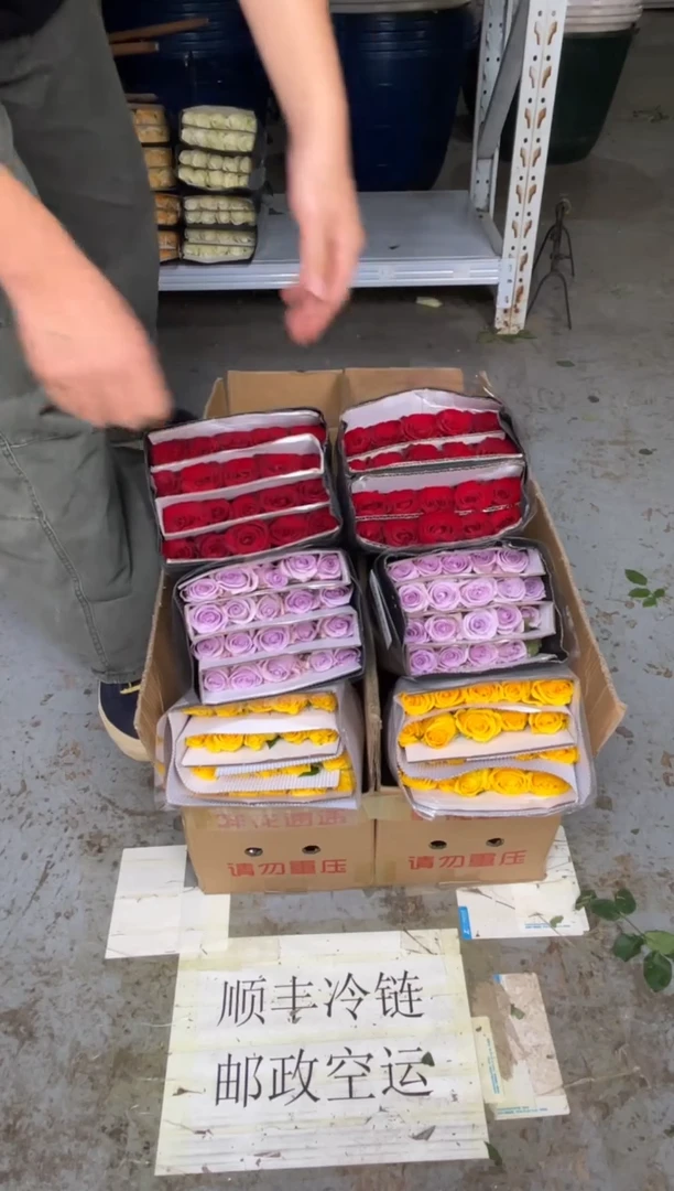 金枝20枝+海洋之歌20枝+高原红20枝