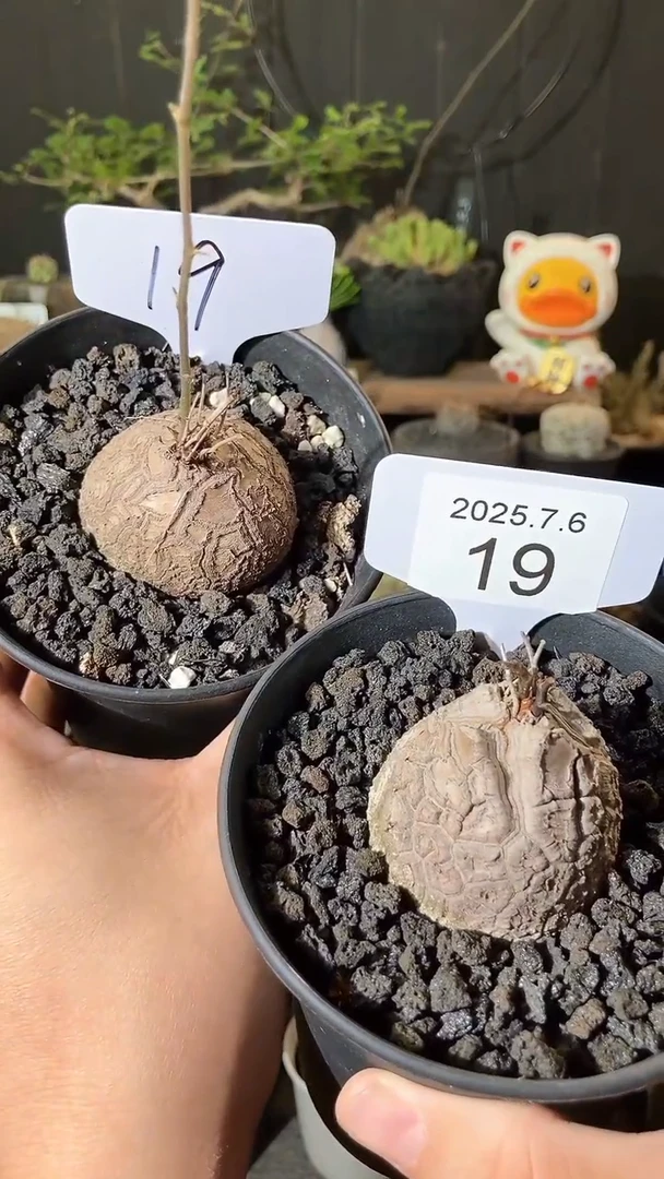 19号706福利南非龟甲龙买1送1个