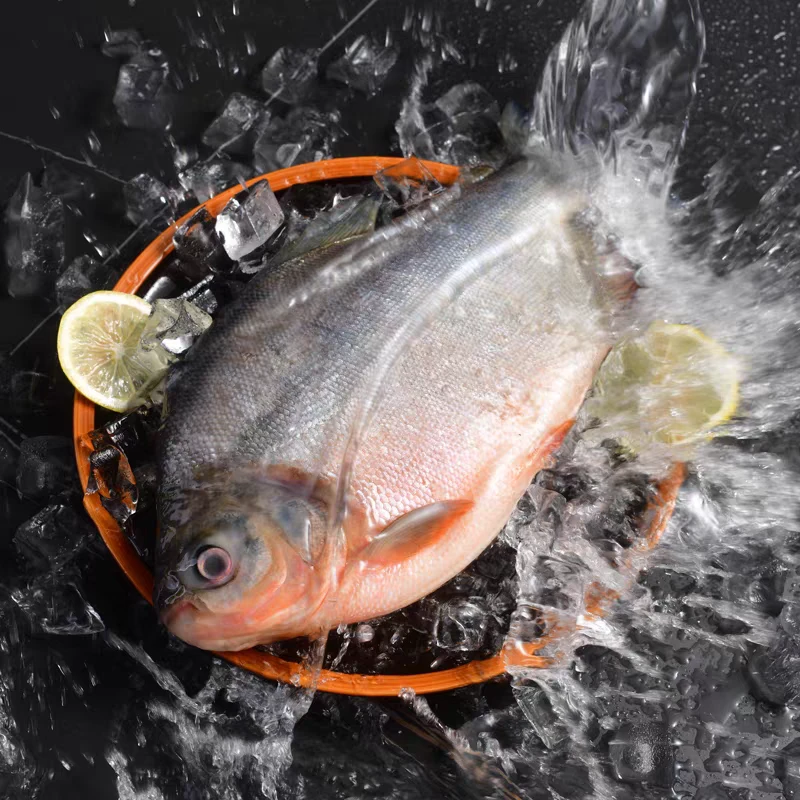 开背红石斑鱼宝石斑鲳鱼免杀肉质鲜美顺丰发货