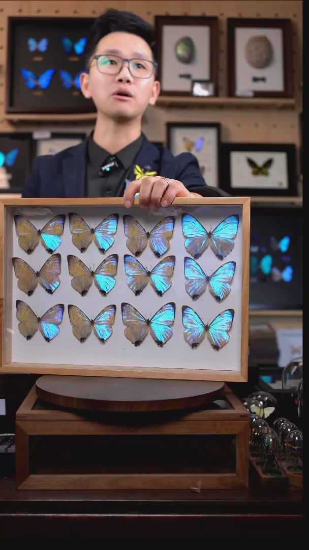 夜明珠闪蝶标本i189