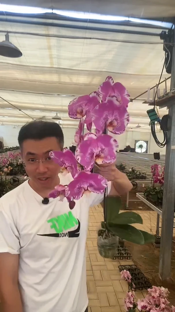 大部分开放少量花苞断小侧枝藏宝图1棵
