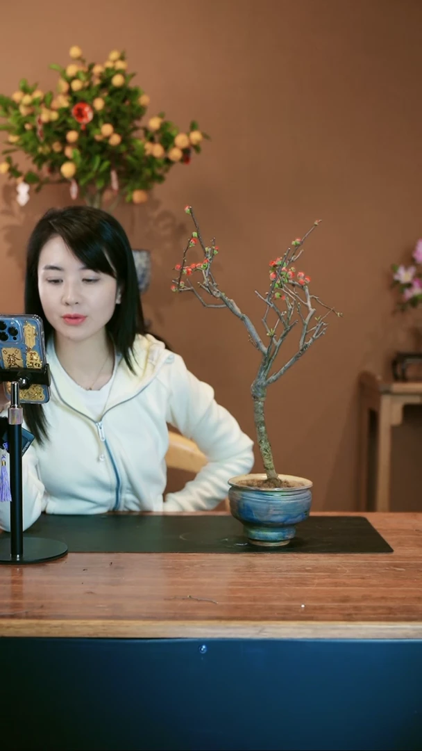 【闪购商品】盆景海棠花