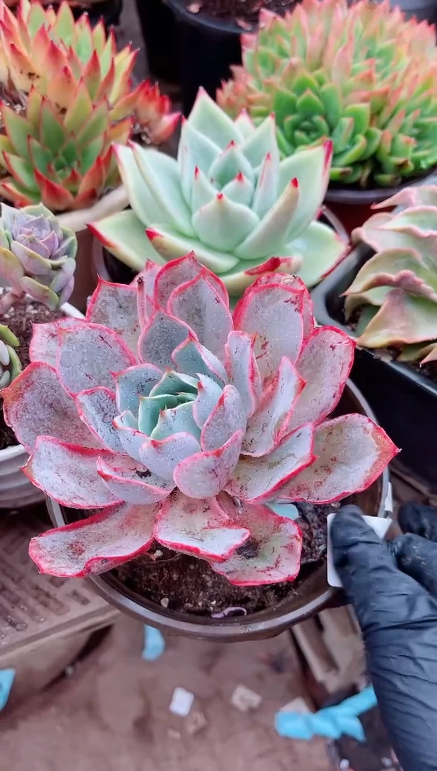 L*H26014多肉植物一物一拍