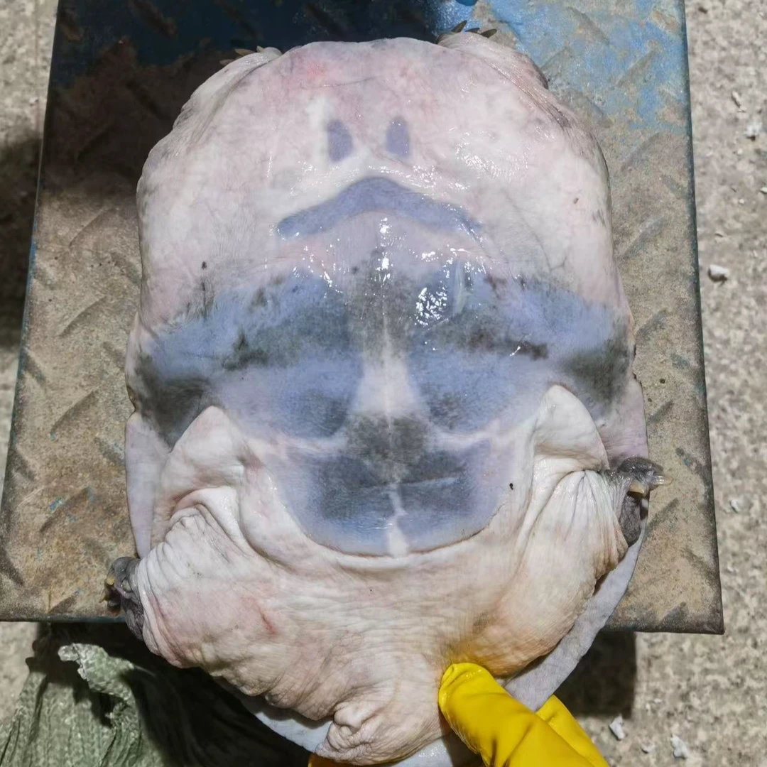 江西南丰8-10年老甲鱼泉水生态中华鳖养殖（直接下单甲鱼链接）