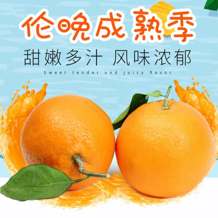 秭归伦晚春橙现摘现发肉嫩多汁九甜一酸帝王橙味在田源