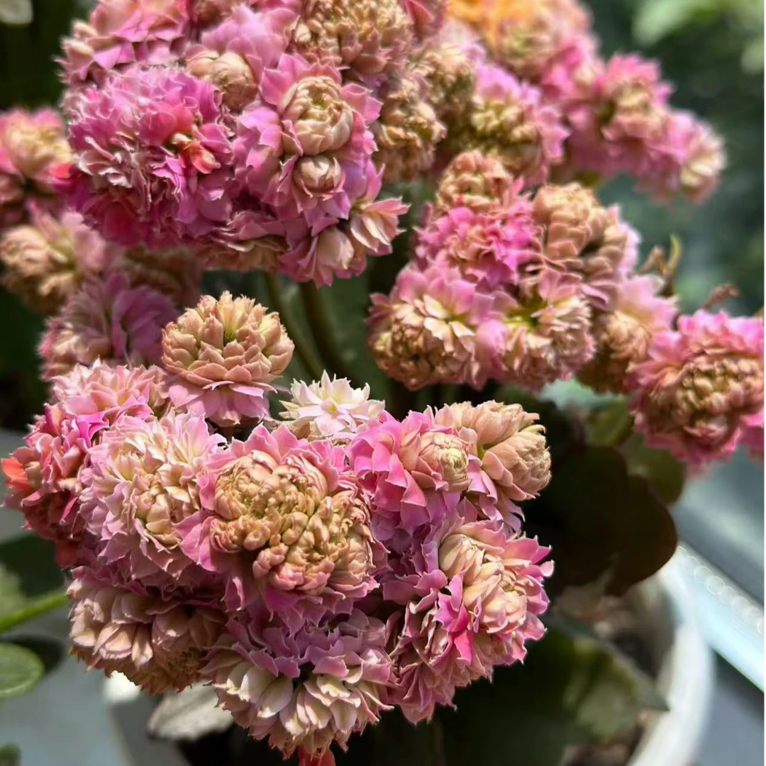 【花开啦】（巨星）重瓣超大花！！！爆花机器长寿室内阳台居家阳台花卉