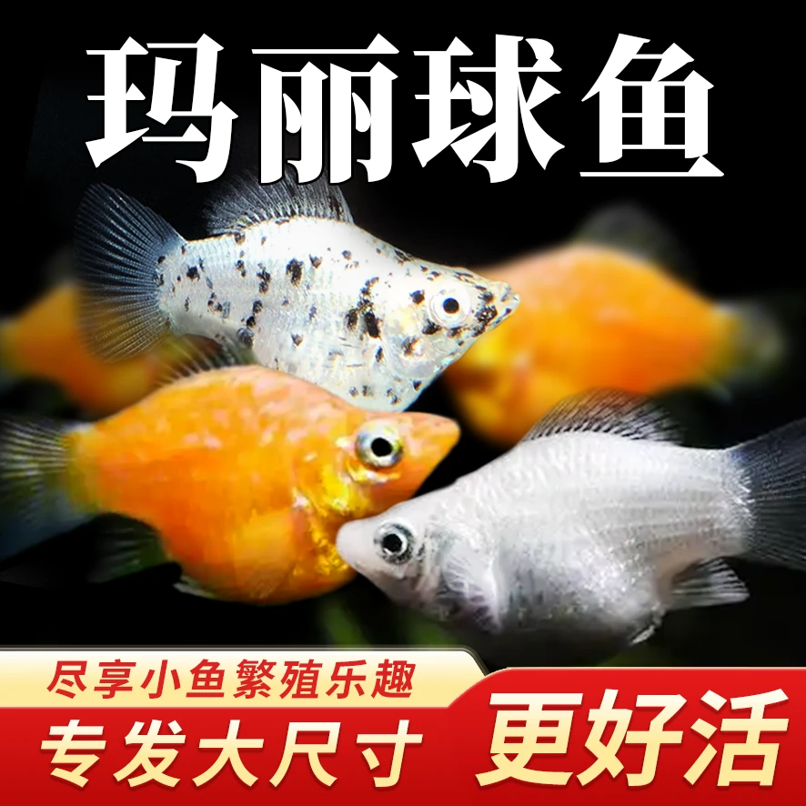 除油膜玛丽球皮球鱼好养耐活观赏鱼活体易繁殖小型热带鱼