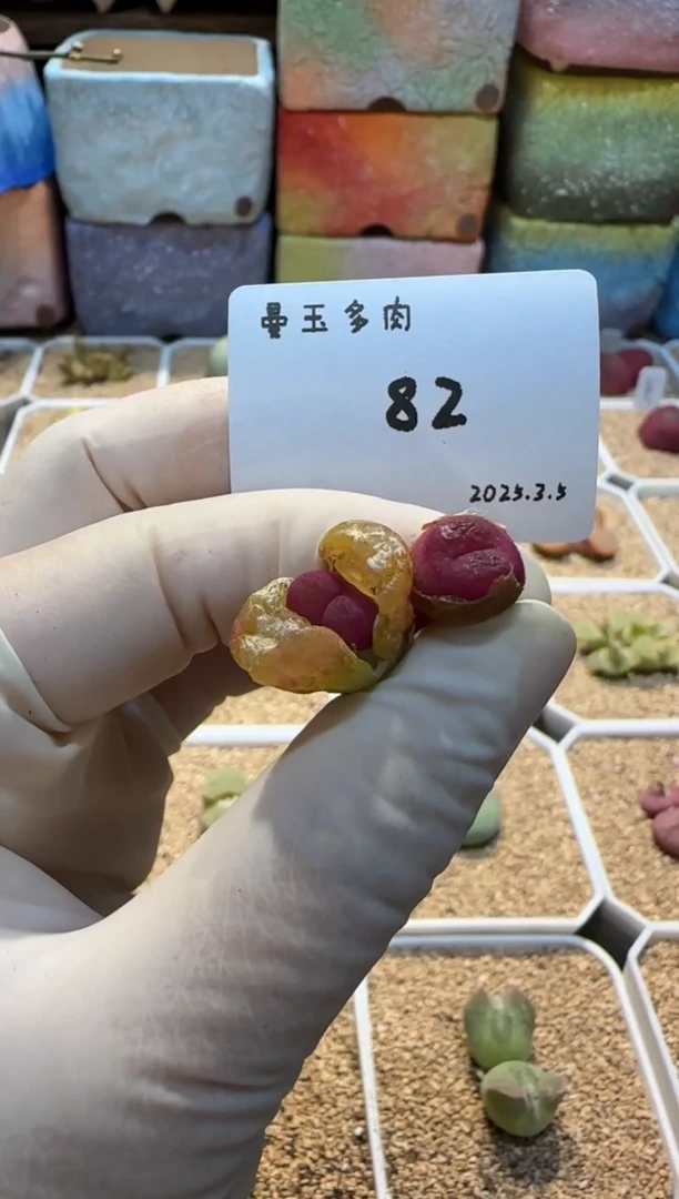 【闪购商品】25.3.5--82
