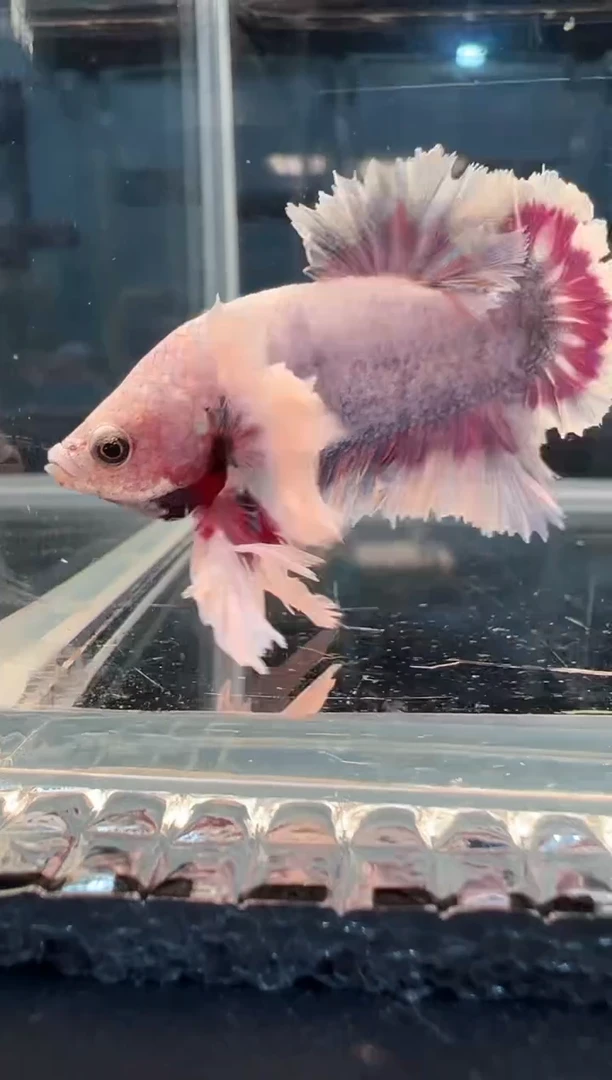 斗鱼绣球大耳朵斗鱼