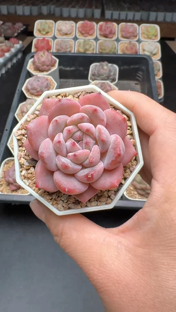 【闪购商品】385B物拍多肉带盆土6.5杯拍3颗包柚