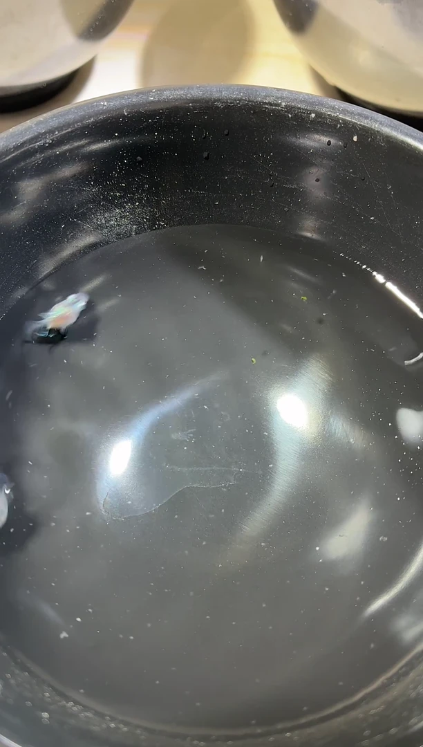 青鳉鱼蓝宝石球3条
