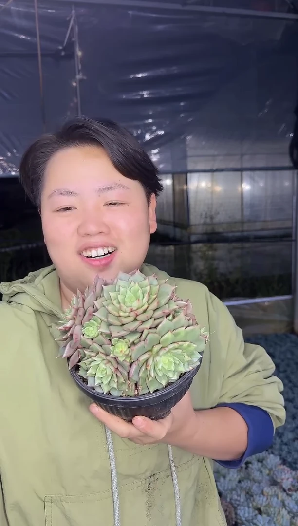 特斯拉群带盆土11.88