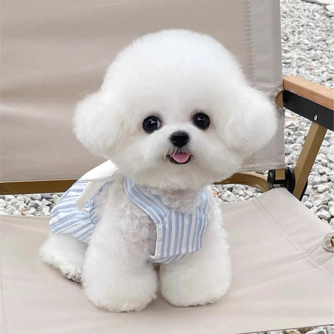 【自选小型犬】比熊博美泰迪衣服TT