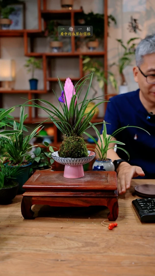 不开花植物坚*M铁兰806