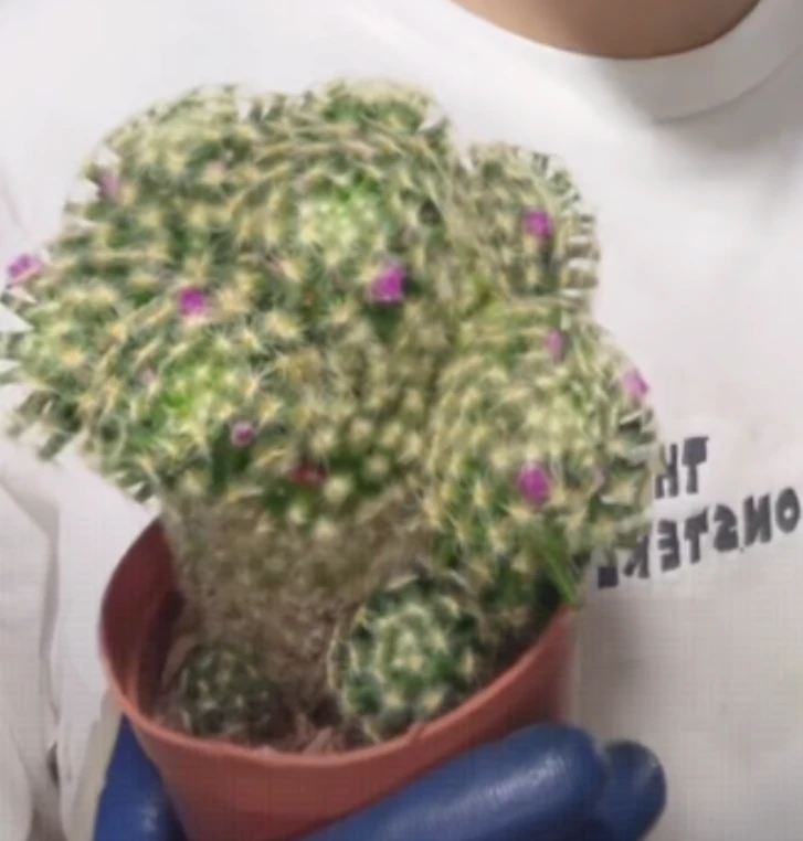 二妹园艺【 1颗  实生明星   实生根 】带盆土随机发货