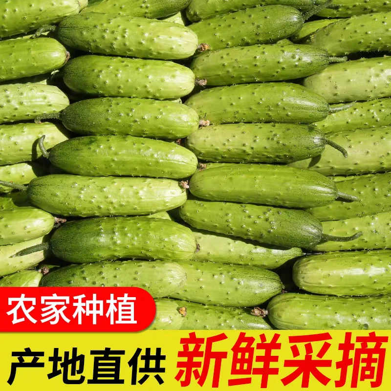 【鹿村长优选】远安早熟旱黄瓜鹿苑生鲜现摘现发