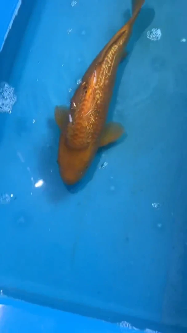 锦鲤锦鲤锦鲤太饱东风锦鲤36cm-45cm不包邮到付 包损