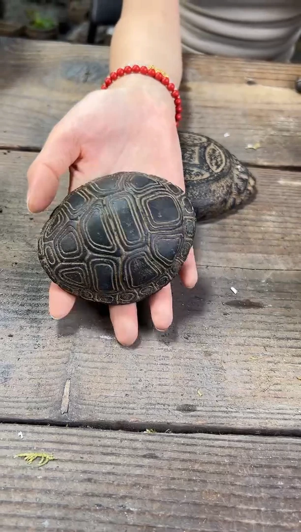 陶土【火山泥】富甲一方