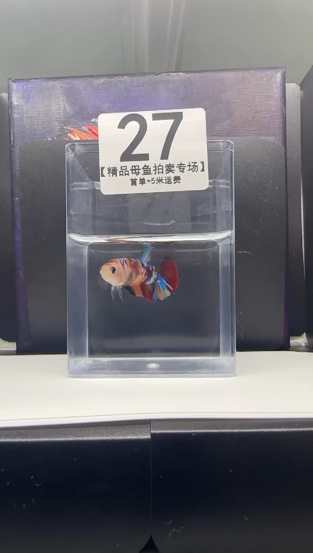斗鱼母鱼编号：27