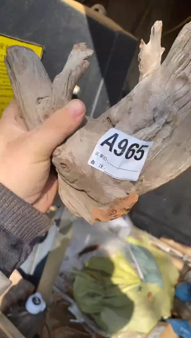 【闪购商品】柏木（崖柏）太行山陈化崖柏（津诚林）