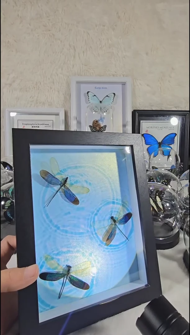 三只小蜻蜓蝴蝶标本