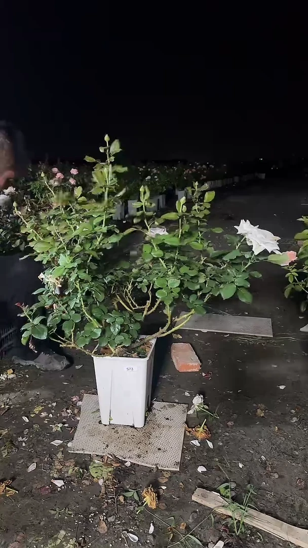 当前无花朵,栽培后可花朵573赏金之路6.5L