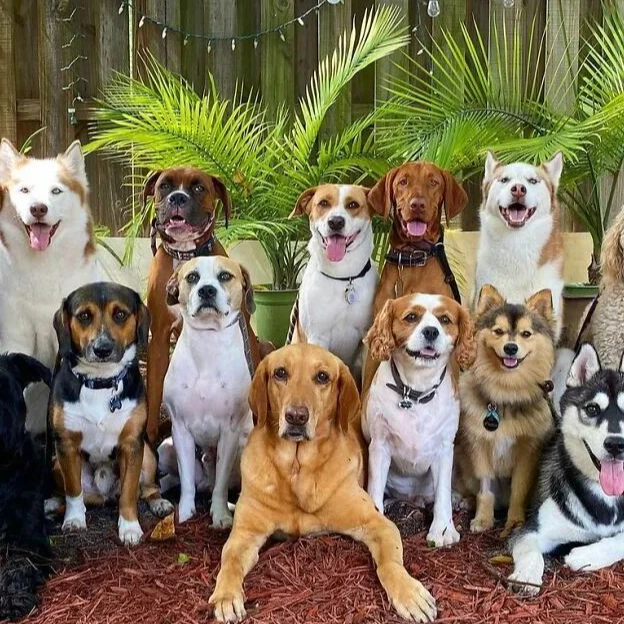 宠物犬定金预购款
