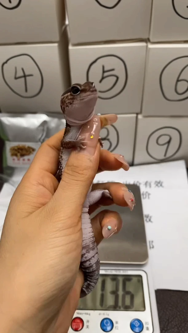 豹纹守宫Scale Tail 爬宠F3