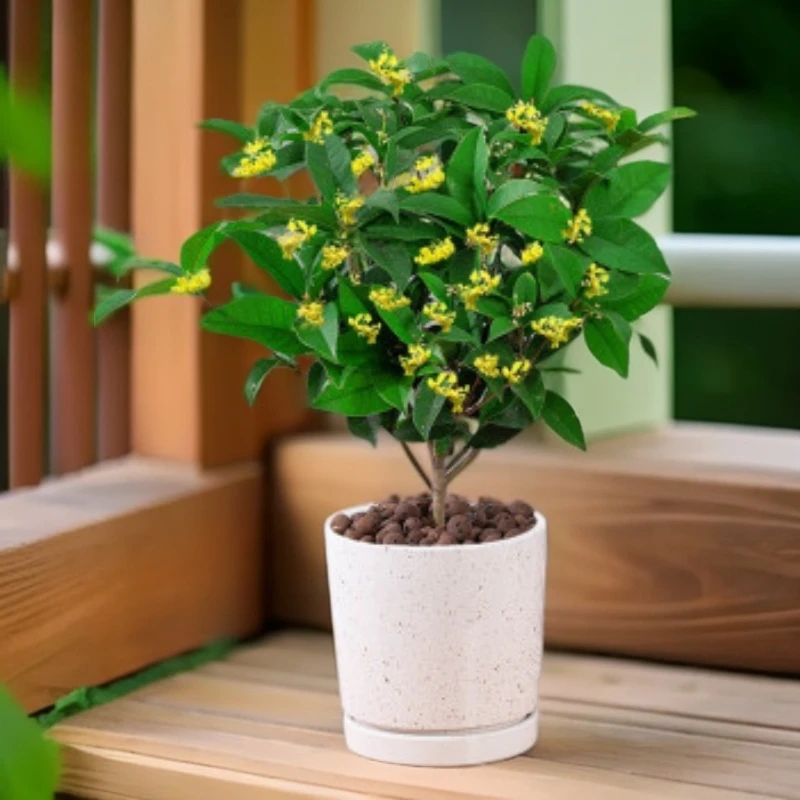 四季桂浓香型盆栽好养适合室内植物外庭院地栽绿植绿植盆栽