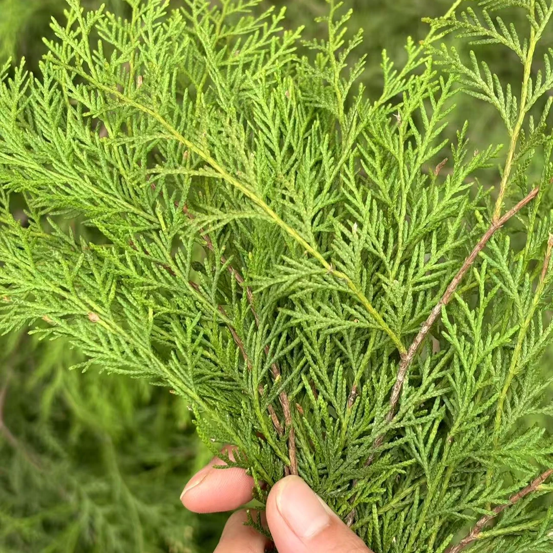 高山野生侧柏叶粉散装