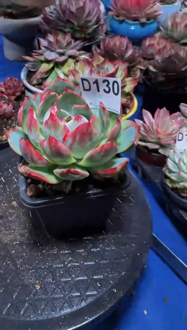 D130惊鸿仙子（裸根发货）