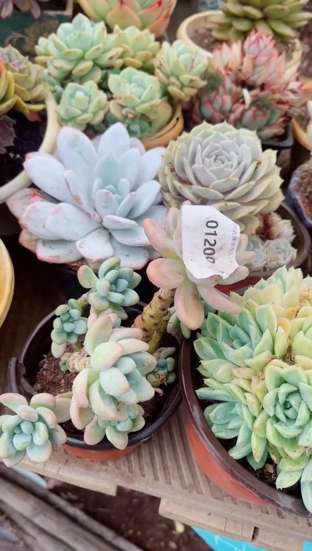 01200多肉植物一物一拍