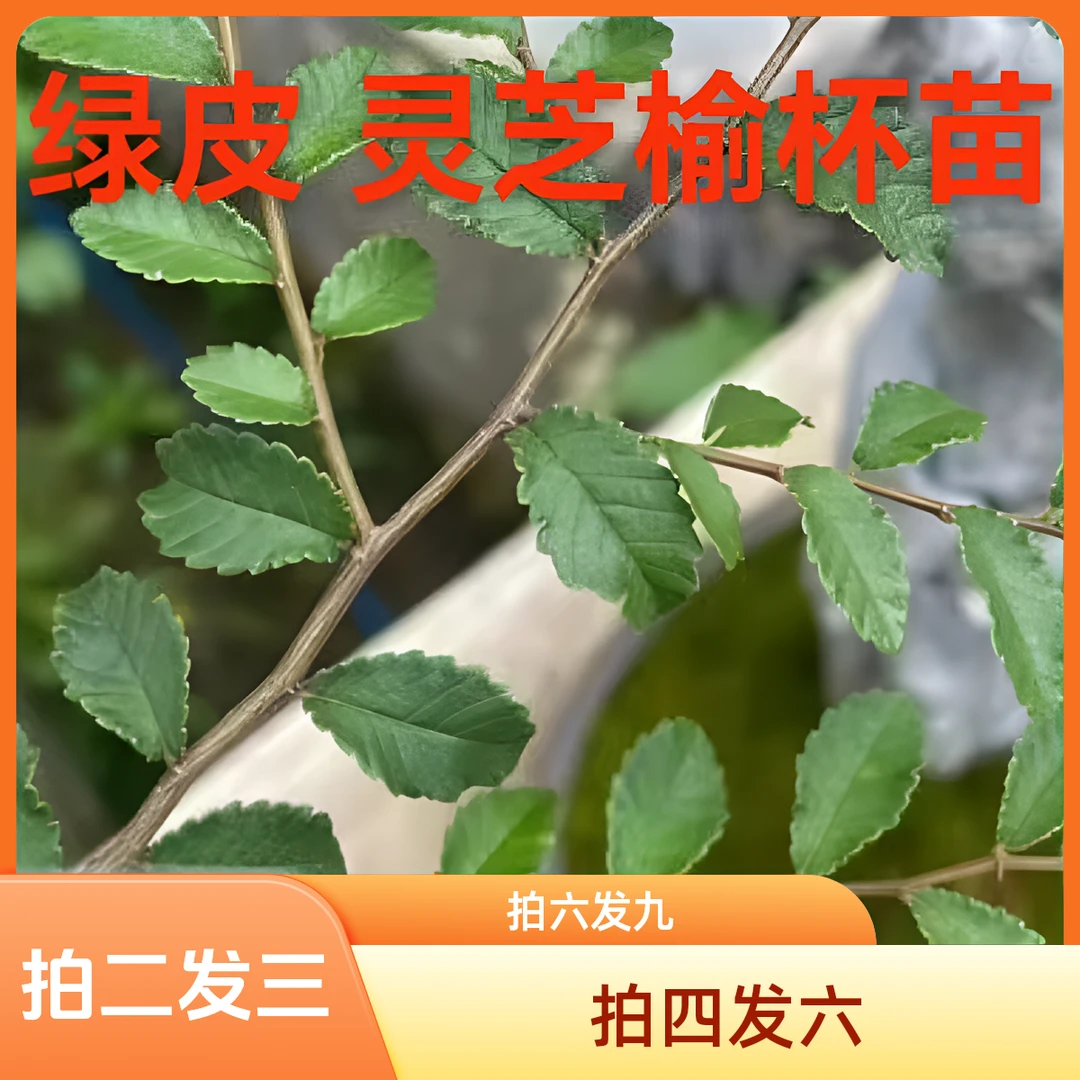 附石专用灵芝榔榆杯榆树苗正宗小叶榔榆苗小叶榔榆苗发货热卖实物