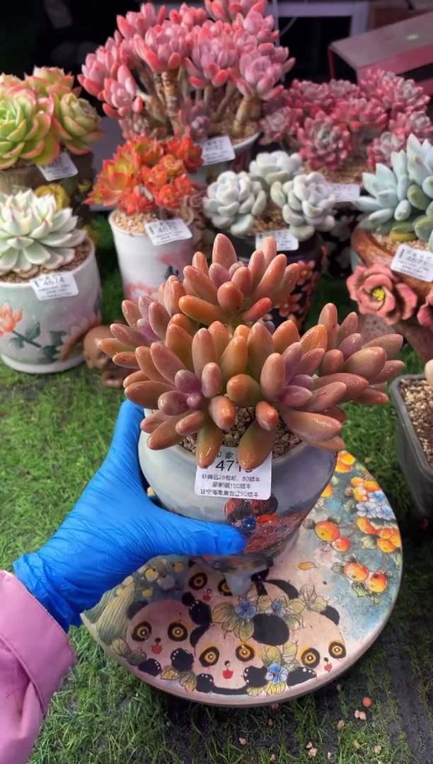 昆明印象多肉4715