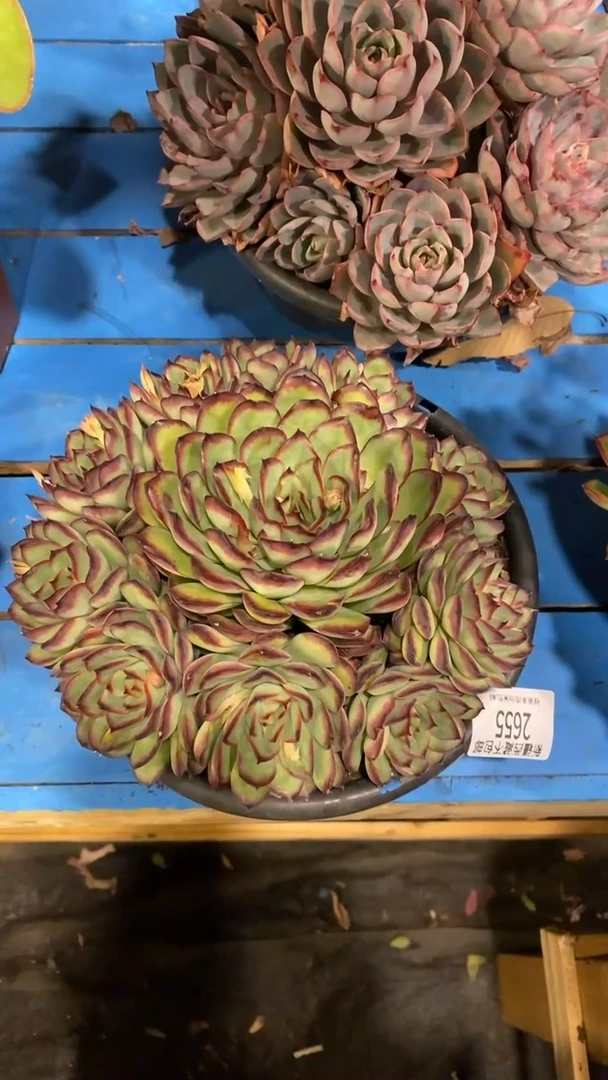 【闪购商品】2655肉酱玫瑰