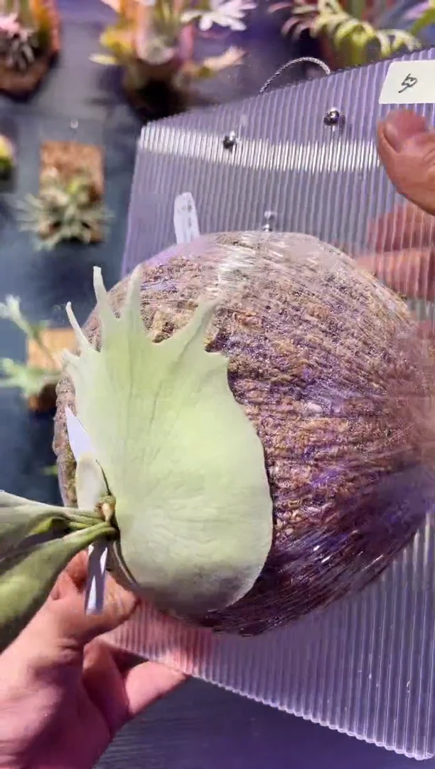 完全开放板植编号50 KRO1