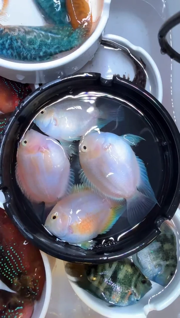 鹦鹉鱼胭脂粉1对 白金1对