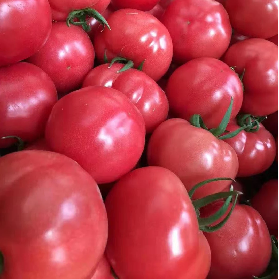 云南普罗旺斯口感西红柿5斤（±200g）