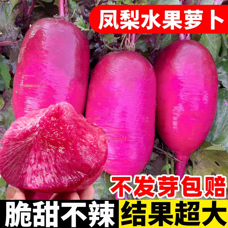 凤梨水果萝卜种子红皮种籽四季甜脆萝卜菜籽蔬菜种子紫美人红萝卜