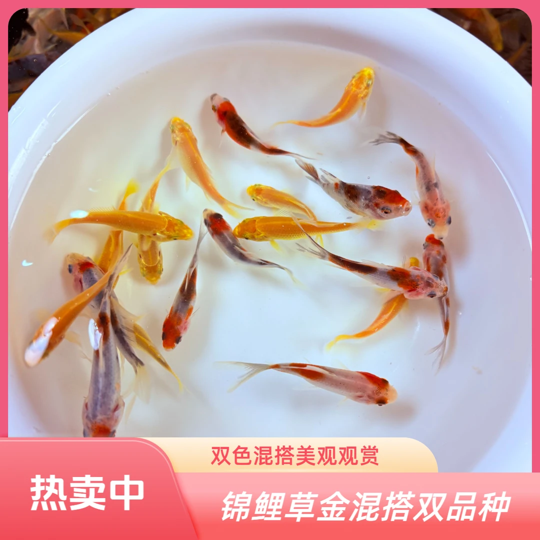 【三色混搭】黄金锦鲤花草金橙红草金冷水鱼观赏鱼好活耐养没有黑白