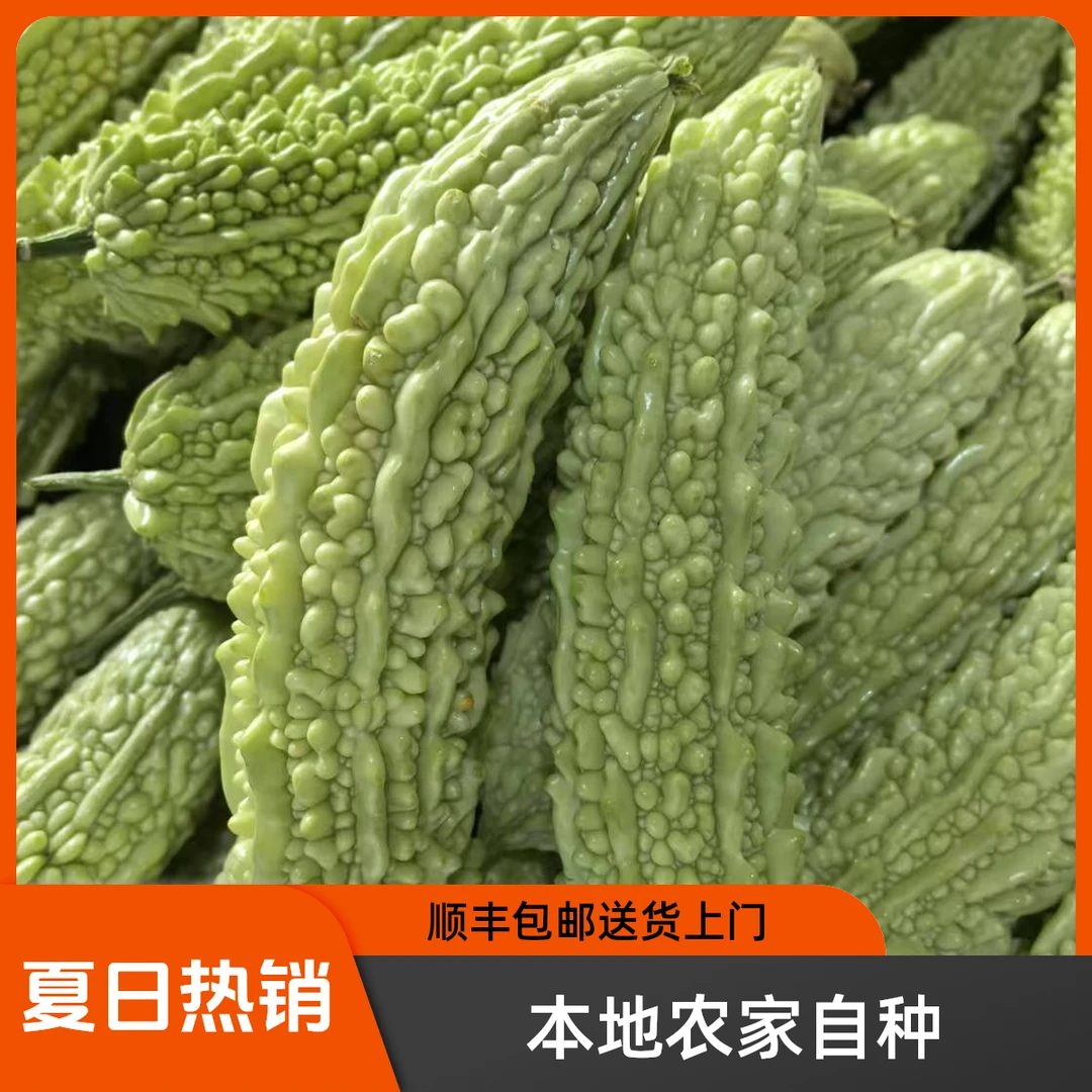 农家本地自种白玉苦瓜采摘直发新鲜蔬菜当季新鲜蔬菜