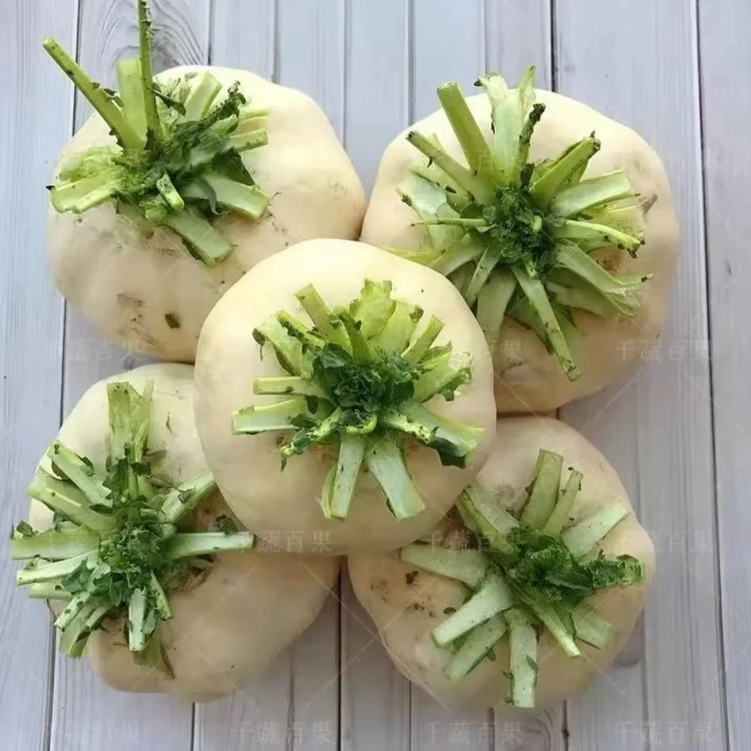 5.5斤玉环干江盘菜新鲜扁萝卜扁菜头基地直发