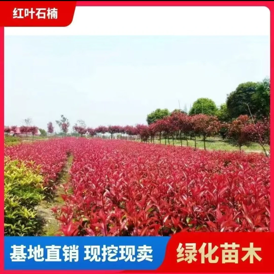 红叶石楠球树苗庭院别墅地栽红罗宾小苗篱笆墙绿化苗四季常青耐寒