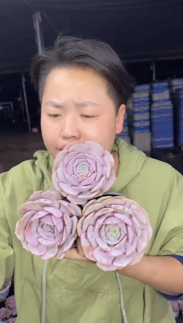 单头粉蝶带盆土3颗5.99