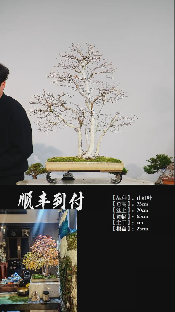 【闪购商品】1C949山红叶BUBAOYOU